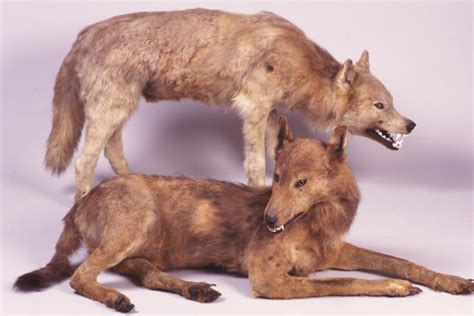 Abes Animals Japanese Wolf Pictures