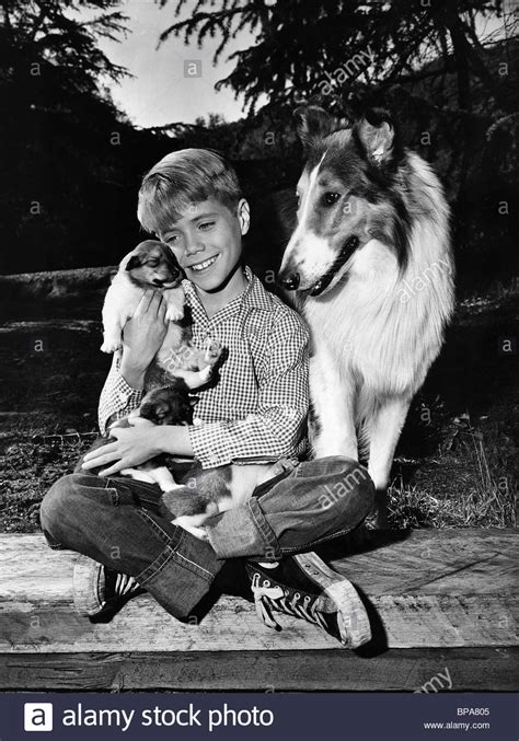 Watch movies online for free. JON PROVOST & DOG LASSIE (1954 Stock Photo, Royalty Free ...