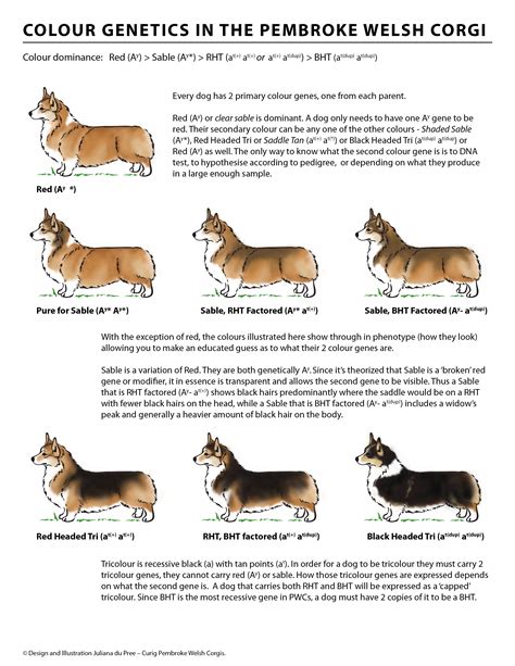 Without registration papers from a breeder however you won't be able to. Curig Pembroke Welsh Corgis