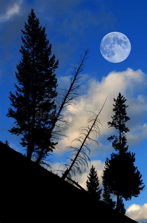 Forest Moonrise Reflection Stock Image Image Of Black 3753983