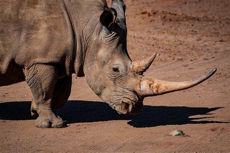 Rhino Protection Campaign