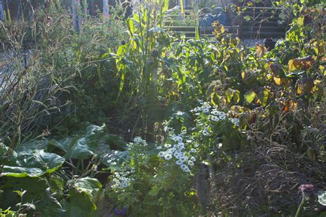 The Urban Veg Patch Sunshine Gardening In November