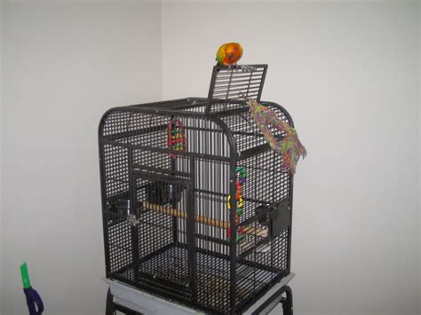 Sun Conure Facts Behavior As Pets Care Feeding Pictures