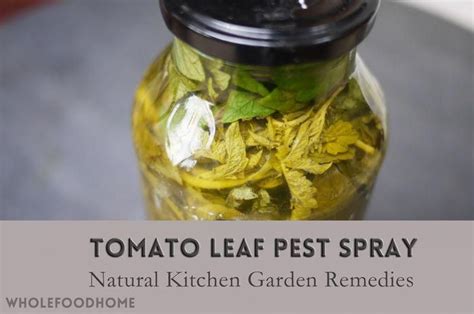 An Easy Homemade Pest Control Spray To Make From Unwanted Tomato Plant