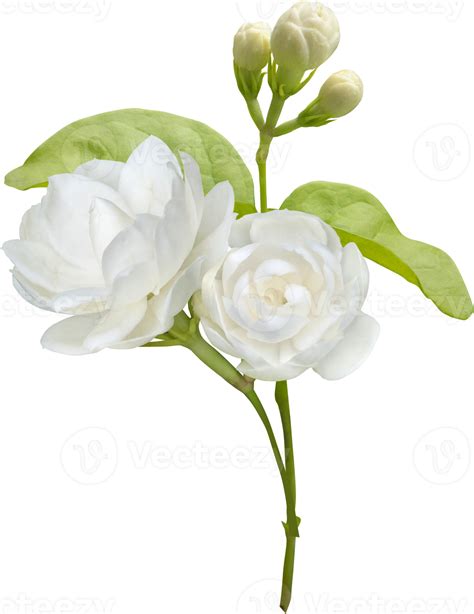 Jasmine Flower Isolated Symbol Of Mothers Day In Thailand 11997261 Png