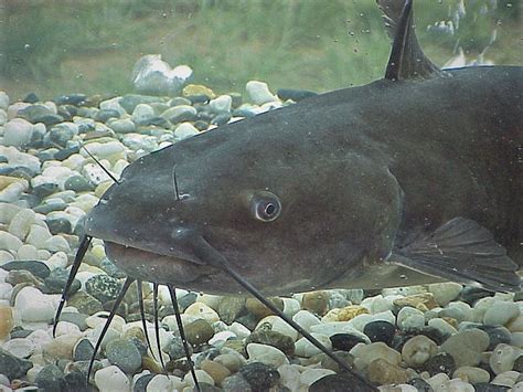 Channel Catfish For Sale Live Aquaponics