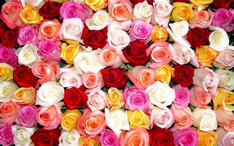 Colourful Flowers Wallpapers Top Free Colourful Flowers Backgrounds