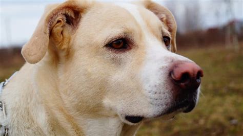 The Beagador Beagle Lab Mix Breed Information Your Dog Advisor
