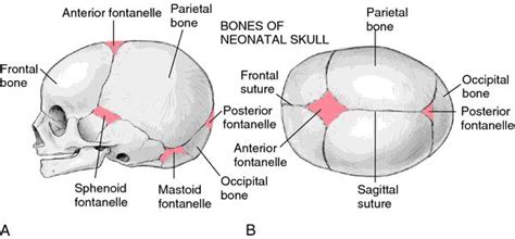Fontanels Of The Fetal Skull Fontanel Definition Of