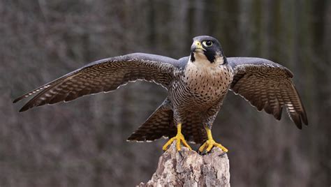 Peregrine Falcon Nature Travel Birding