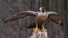 Peregrine Falcon – Nature Travel Birding