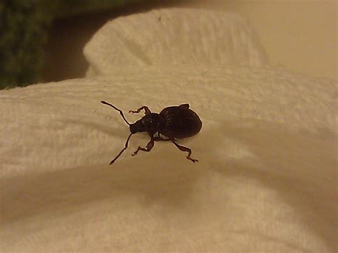 Michigan Usa Small Black Beetle Like Creature About 14 Inch Long