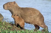 Treffen Sie das Capybara, das größte Nagetier der Welt