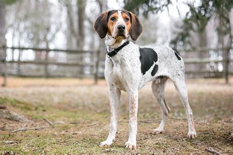 Are Treeing Walker Coonhounds Good With Other Dogs