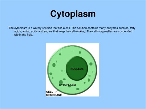 Ppt Plant Cell Functions Powerpoint Presentation Free Download Id
