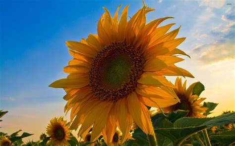 Sunflower Backgrounds Wallpaper Cave