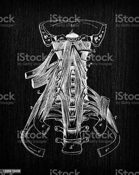 Antique Illustration Of Human Body Anatomy Head And Neck Muscles Stock