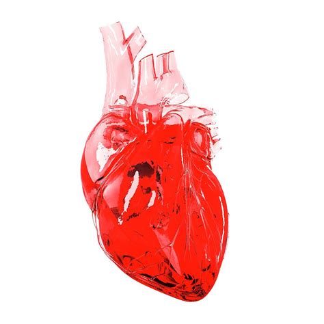 Human Heart Photograph By Sebastian Kaulitzki Fine Art America