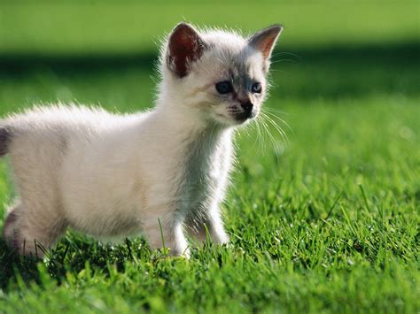 You can get a potential mouser from any source with cats available. Baby Siamese Cat, Cute Kitten Outdoor, Playing on Green ...