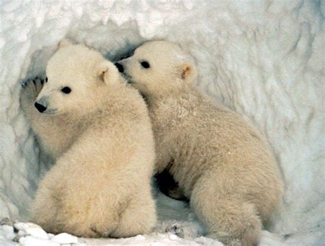 Baby Polar Bear Wallpapers Wallpaper Cave