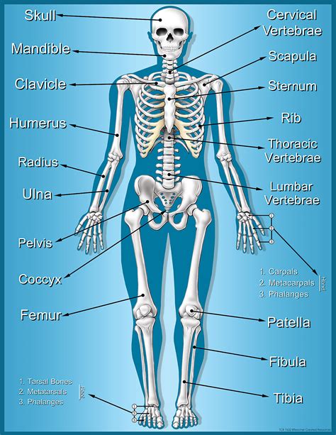 Human Bone Anatomy Chart Spinal Anatomy Chart Clinical Charts And