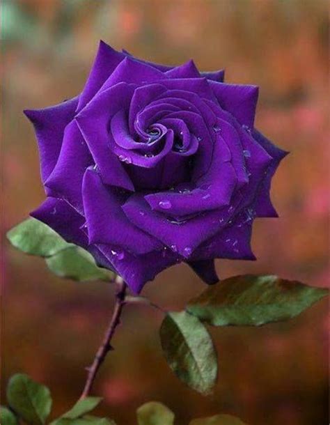17 Mejores Imágenes De Rosas Moradas En Pinterest Flores Bonitas