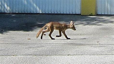 Bis 2015 wurde ein naher afrikanischer verwandter, der in ägypten und libyen heimisch ist, als unterart canis aureus lupaster geführt. Schakal streifte mitten durch Ort in Niederösterreich ...