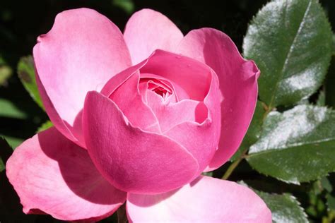 Top 10 Most Fragrant Flowers Dengarden