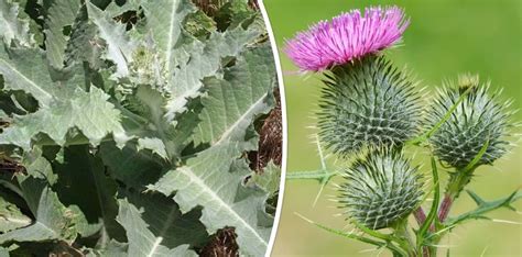 How To Get Rid Of Thistle Weeds In Ways Lawn Gardeners