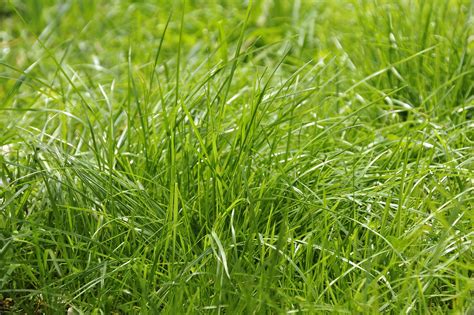 10 Drought Resistant Grasses For Low Maintenance Lawns