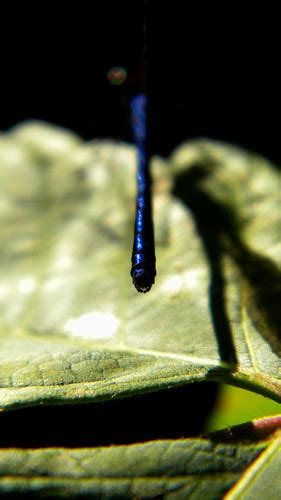 Dragonfly Stinger C Hench Flickr