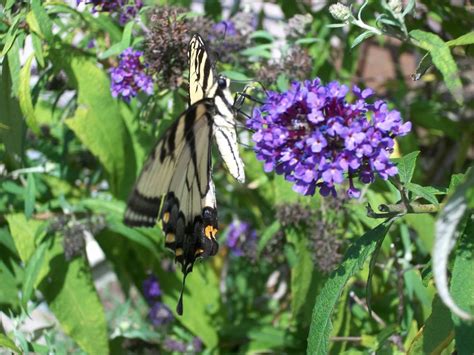 Butterfly bush in my garden. | Butterfly pictures, Butterfly bush, Butterfly