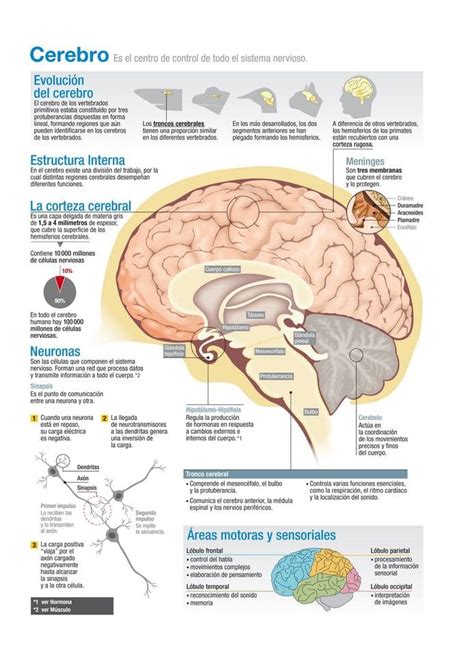 Infograf A Sobre El Cerebro