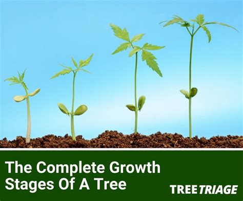 The Complete Growth Stages Of A Tree