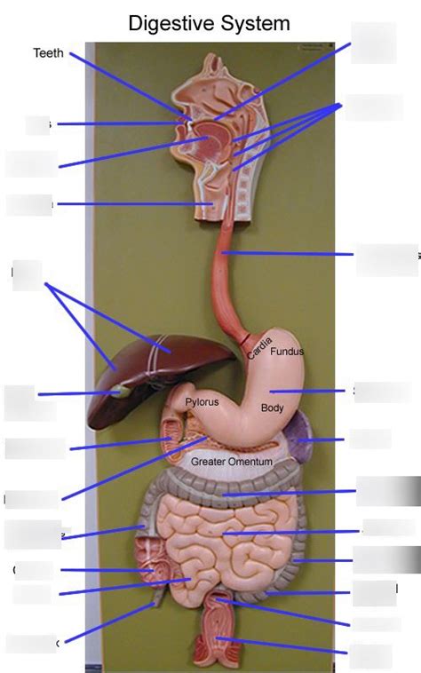 Digestive System And Chemical Digestion Diagram Quizlet