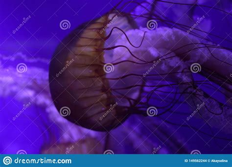 Beautiful Jellyfish In The Aquarium Stock Photo Image Of Marine
