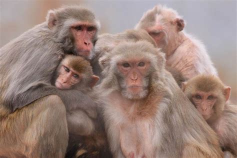 Monkeys Atypical Social Behaviors May Provide Insights Into Autism