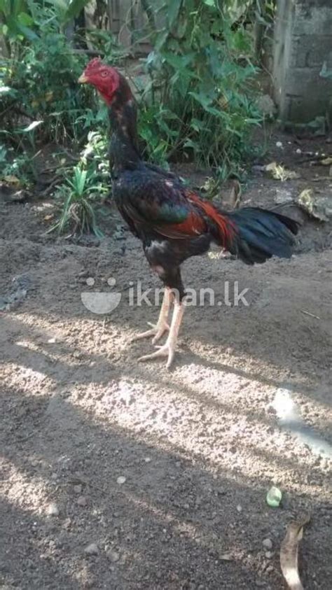 Pora Kukula Animals And Pets Sri Lanka