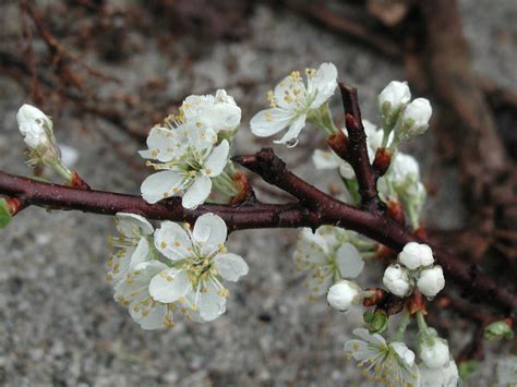 Beach Plum Trees And Shrubs Of Essex County Ma · Inaturalist