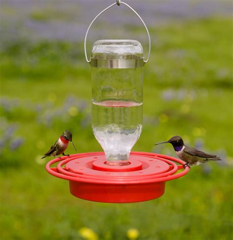 Buy Best 1 Hummingbird Feeder 8oz Online With Canadian Pricing Urban