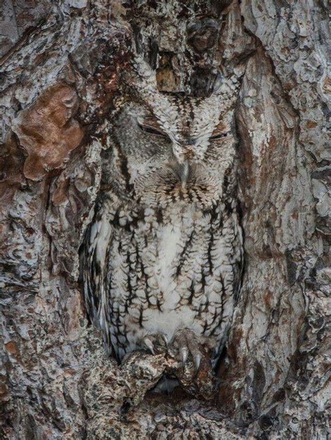 Amazing Camouflage Of The Screech Owl Nature Animals Animals And Pets