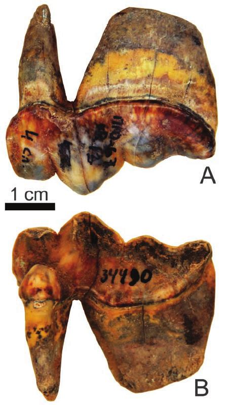 Left Upper Carnassial Tooth P4 Zin 34490 4 Of Crocuta Ultima Ussurica