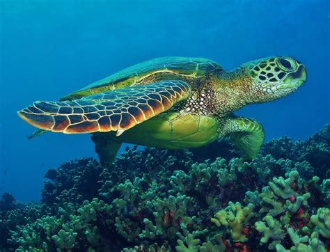 Hawaiian Green Turtles Leatherback Sea Turtle The