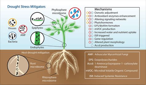 frontiers the role of plant associated bacteria fungi and viruses in drought stress mitigation
