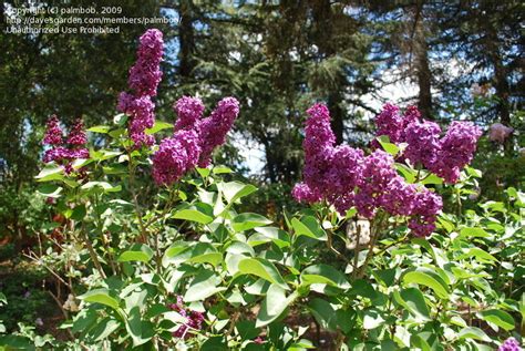 Plantfiles Pictures Common Lilac French Lilac Agincourt Beauty