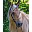 Sweet Palomino Quarter Horse Photograph By Theresa Peterson