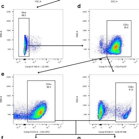 Figure S3 Flow Cytometry Gating Strategy For Intracellular Cytokine