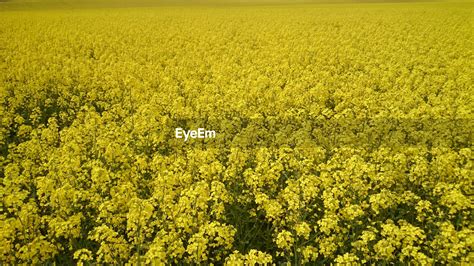 Field Of Mustard Plants Bloom Bright Yellow Id 64350403