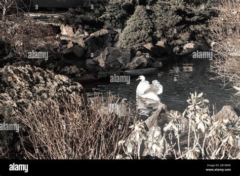 Lonely White Swan On The Lake Shore Stock Photo Alamy