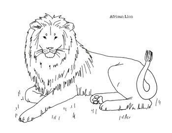 African Lion Coloring Page By Mama Draw It Teachers Pay Teachers